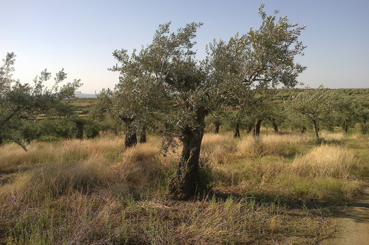 El olivar en julio. Soportar las altas temperaturas.