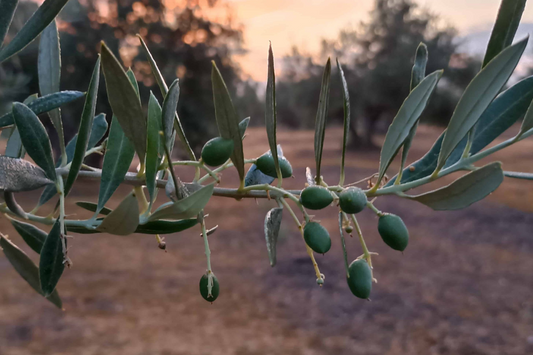 El olivar en junio: La formación del fruto y la llegada del verano