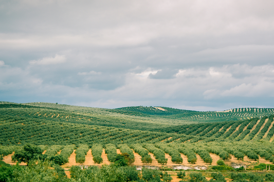 ¿Por qué es tan famoso el aceite de oliva de Jaén?