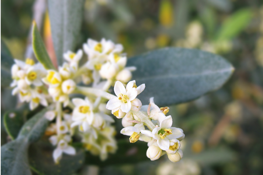 El olivar en mayo: La floración del olivo
