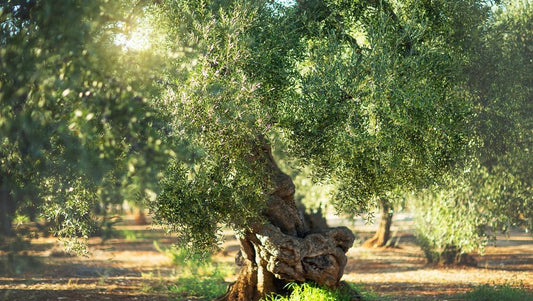 El olivar en agosto. Llegar al final del verano.