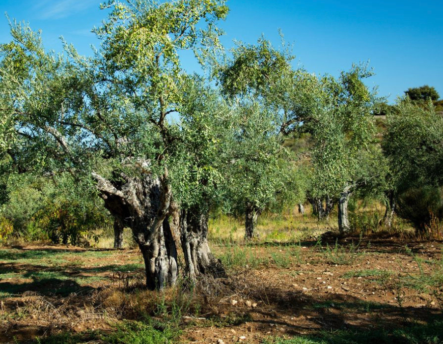 Aceite de oliva virgen extra de Extremadura