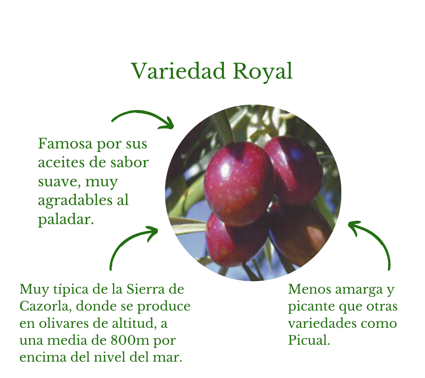 AOVE Royal. Aceites Cazorla. Lata 5 litros - VirgenExtraEnCasa